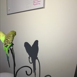 Meet your Posher, Jinny